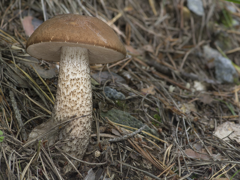 Leccinum aurantiacum